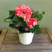 Beautiful Begonia Plant